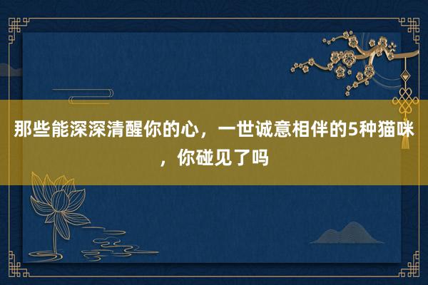 那些能深深清醒你的心，一世诚意相伴的5种猫咪，你碰见了吗