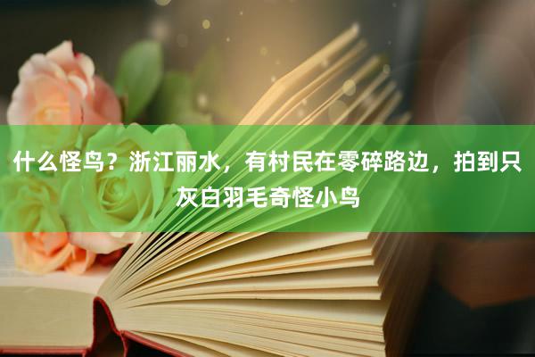 什么怪鸟？浙江丽水，有村民在零碎路边，拍到只灰白羽毛奇怪小鸟